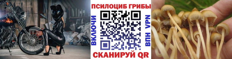 купить наркотики сайты  Красногорск  Галлюциногенные грибы мицелий 